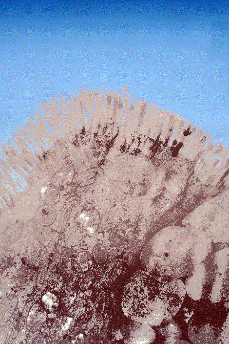 Astronomical Gastronomical<BR>1982<BR>25in x 35in<BR>White Paper<BR>Colors: 5<BR>Number Produced: 65<BR>$80