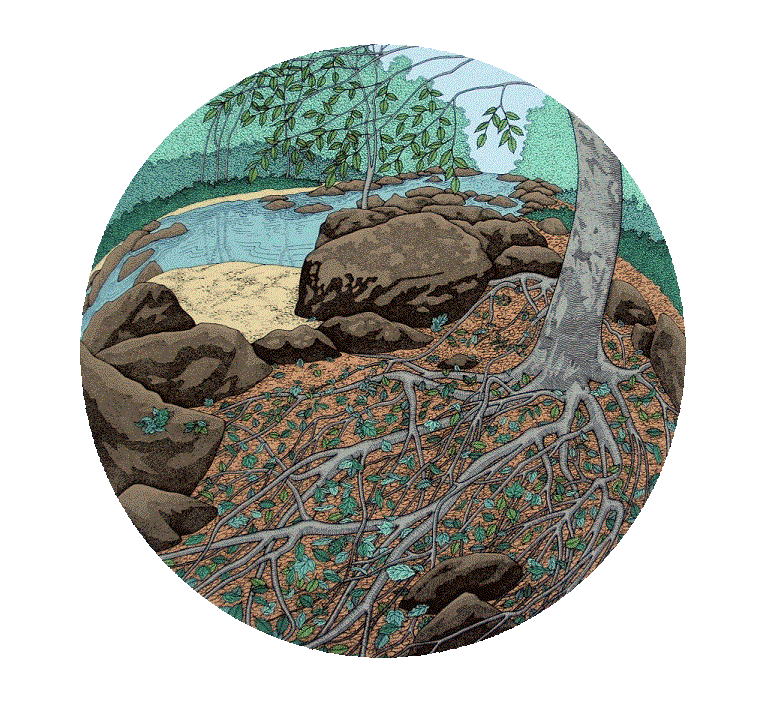Beech on the New Hope<BR>1997<BR>23in x 23in<BR>Off-White Paper<BR>Colors: 9<BR>Number Produced: 43<BR>$145